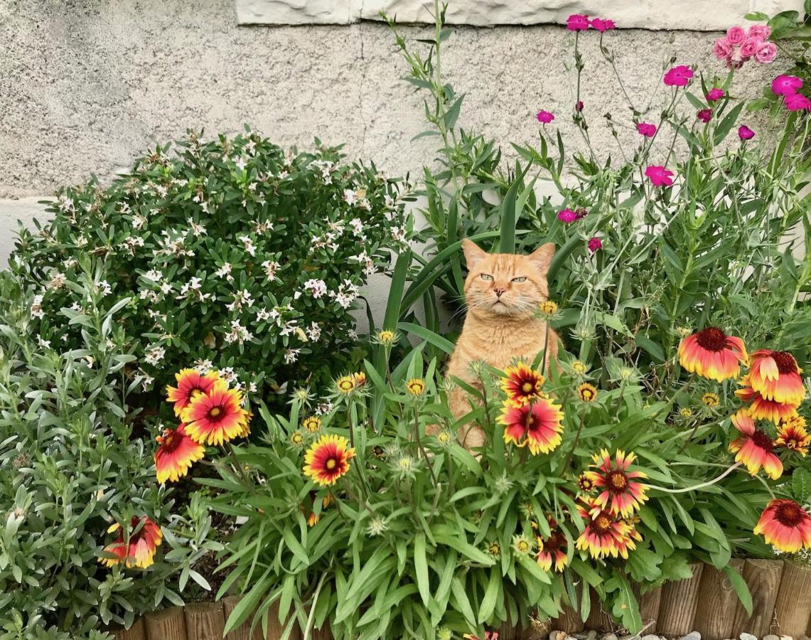 L'Estancat Bed & Breakfast Pardies-Pietat Luaran gambar